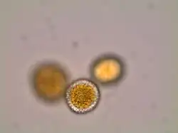 Wand van een urediniospore