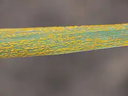 Uredinia van gele roest op triticale