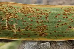 Uredinia op gewone tarwe