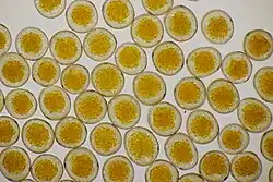 Urediniosporen op gewone tarwe