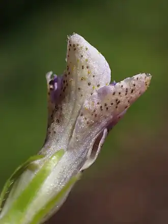 Grote-maagdenpalmroest