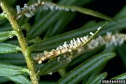 Aecia van de wilgenroosjeroest op zilverspar