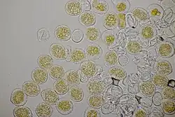 Urediniosporen op lievevrouwebedstro