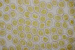 Urediniosporewanden op glad walstro