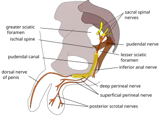 Nervus pudendi en de vertakkingen