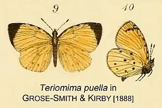Teriomima puella