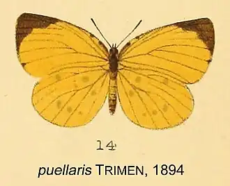 Teriomima puellaris