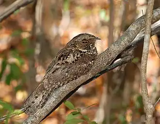 Puertoricaanse whippoorwill