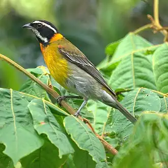 Puertoricaanse spindalis