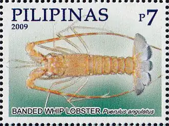 Puerulus angulatus