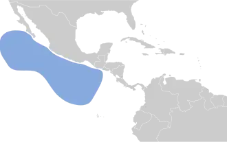 Townsends pijlstormvogel