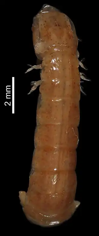 Pullosquilla thomassini