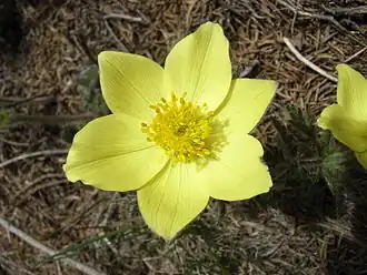 Pulsatilla alpina subsp. apiifolia