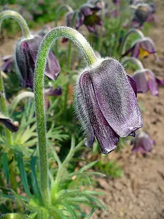 Pulsatilla pratensis