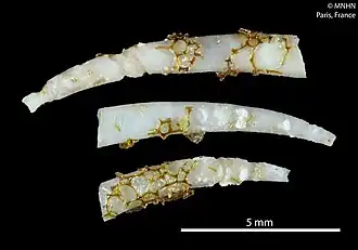 Pulsellum salishorum