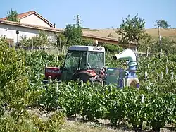 Verzorgen van de druivenstokken