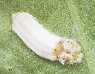 Lange wollige dopluis