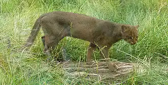 Jaguarundi
