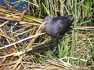 Puna-ibis