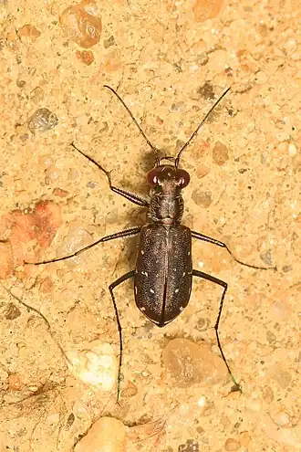Cicindela punctulata