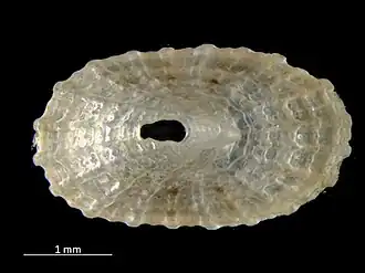 Puncturella noachina