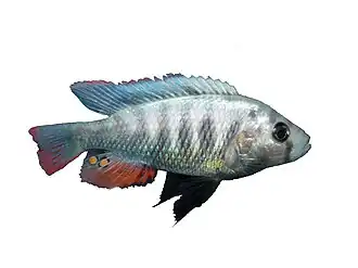 Haplochromis pundamilia