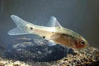 Puntius binotatus