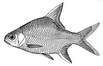 Puntioplites waandersi