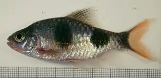 Puntius arulius