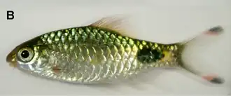 Puntius sophore