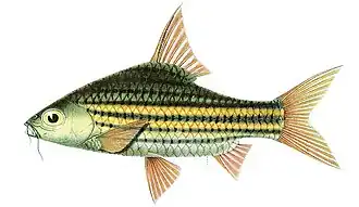 Desmopuntius johorensis