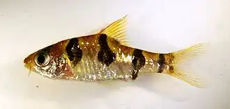 Puntius rhomboocellatus