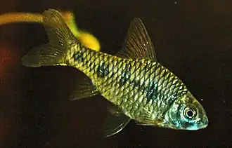 Puntius sahyadriensis