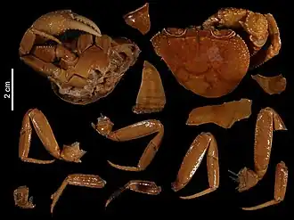 Pupamon pealianoides