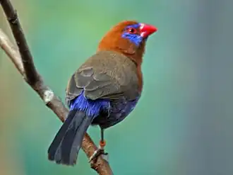 Blauwbuikgranaatastrild