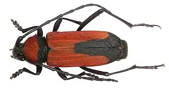 Purpuricenus budensis