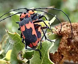 Paar Purpuricenus dalmatian