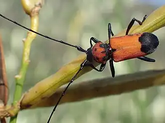 Purpuricenus desfontainii