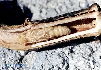 Purpuricenus ferrugineus