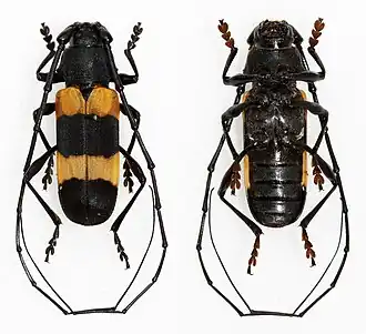 Purpuricenus malaccensis