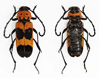 Purpuricenus quadrinotatus