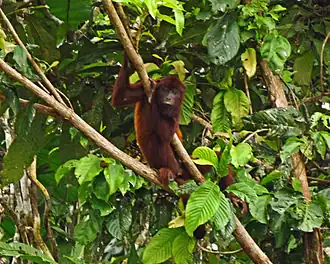 Alouatta seniculus puruensis