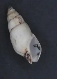 Pusionella buccinata