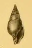 Pusionella compacta