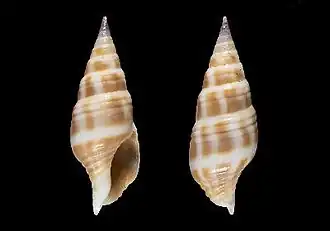 Pusionella ghanaensis