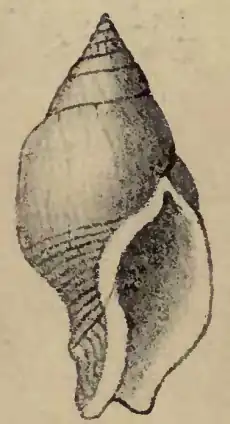 Pusionella rapulum