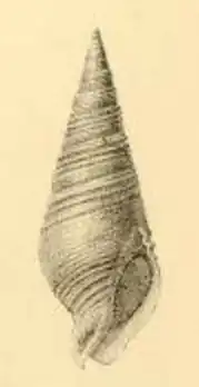 Pusionella remorata