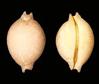 Pustularia cicercula