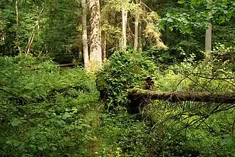 Het Oerbos van Białowieża heeft een zeer rijke bodemstructuur.