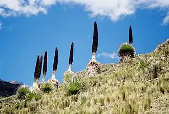 Puya raimondii